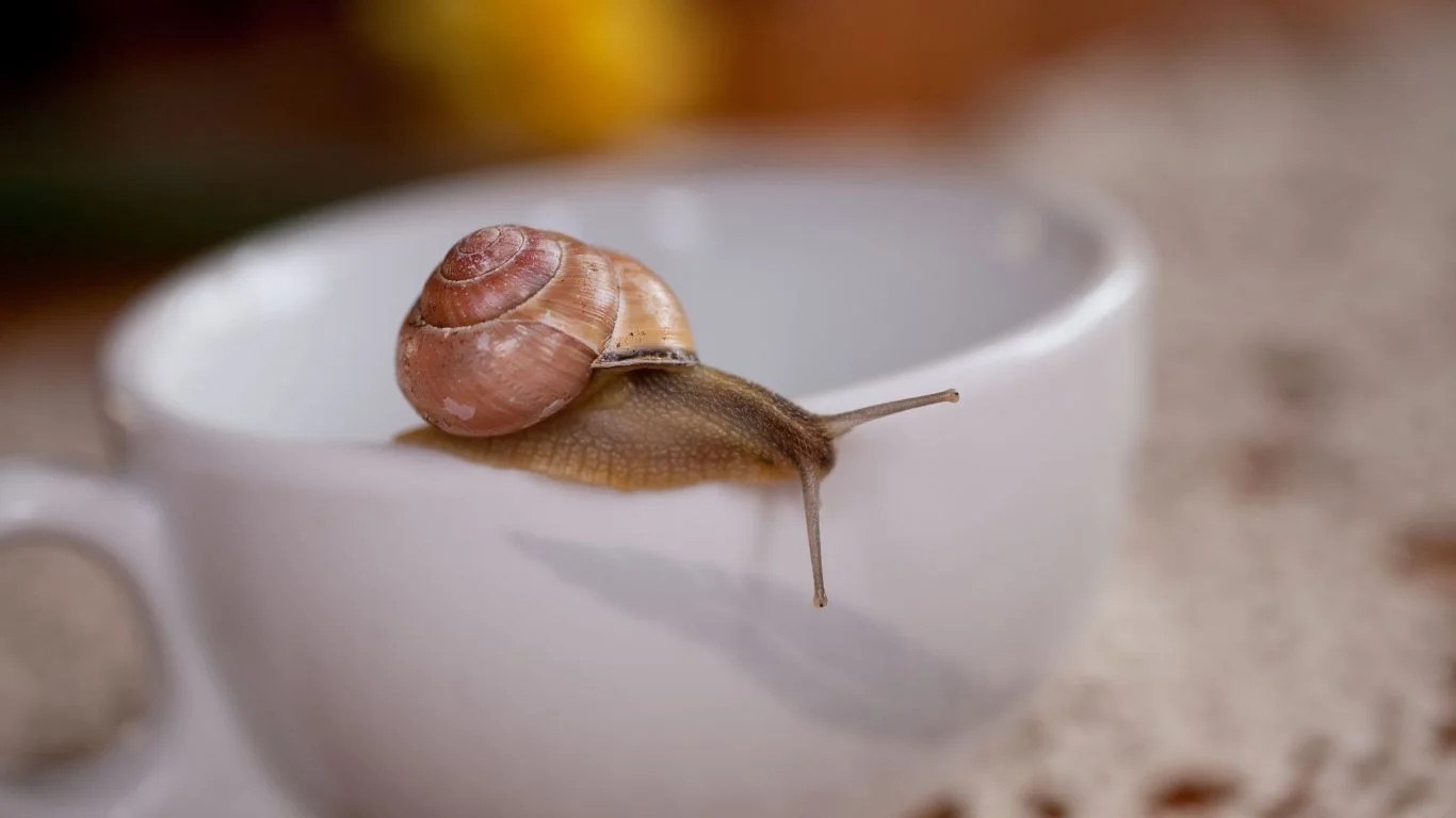 How To Get Rid Of Slugs And Snails With Coffee